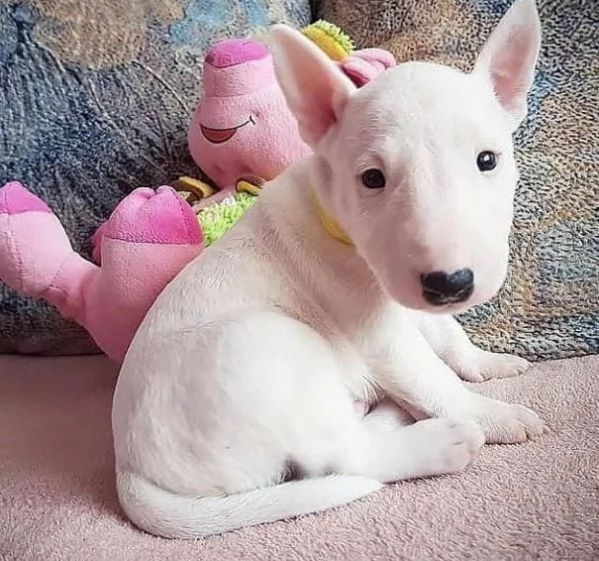 Bull terrier aschio e femmina per ladozione sono