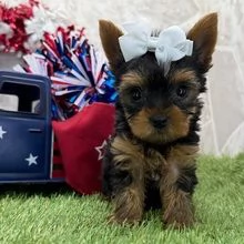 Yorkie aschio e femmina per ladozione sono | Foto 0