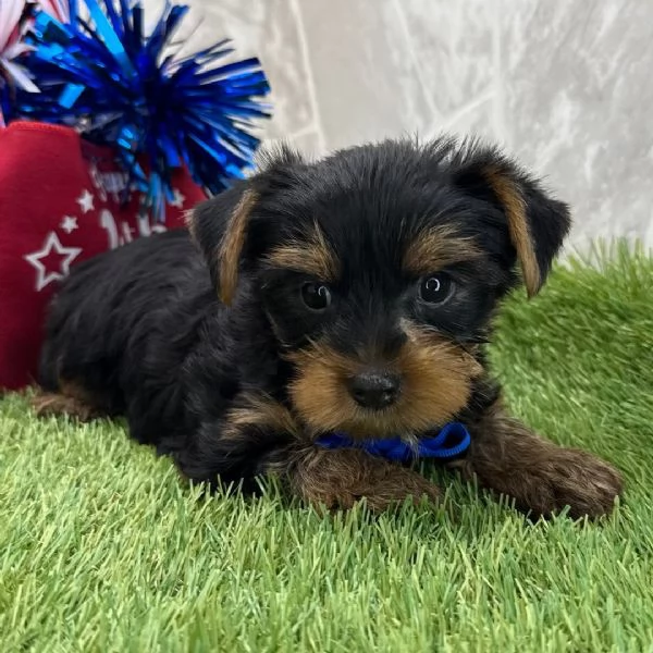 Yorkie aschio e femmina per ladozione sono