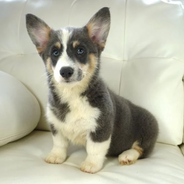 Welsh corgi  maschio e femmina per ladozione sono 