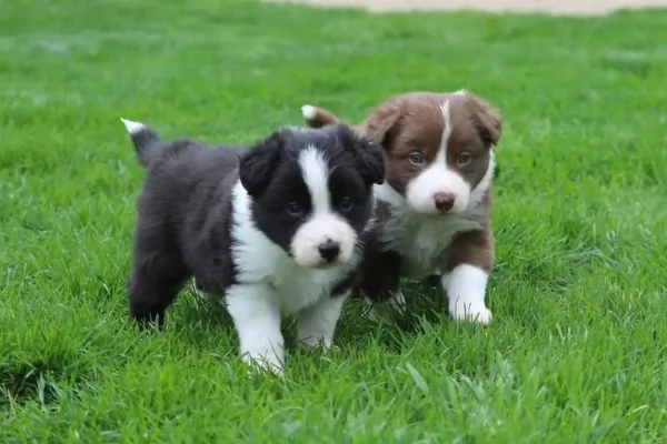 Border collie maschio e femmina per ladozione sono 