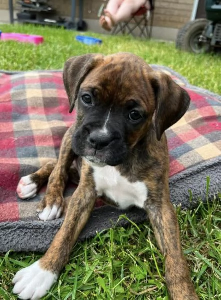 Boxer maschio e femmina per ladozione  | Foto 1