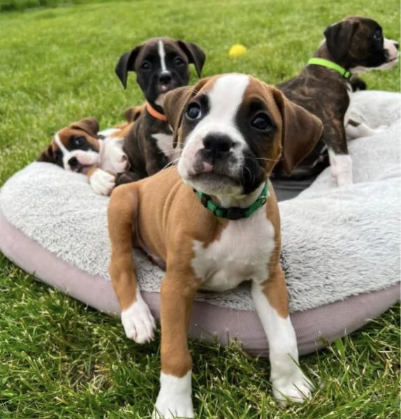 Boxer maschio e femmina per ladozione  | Foto 0