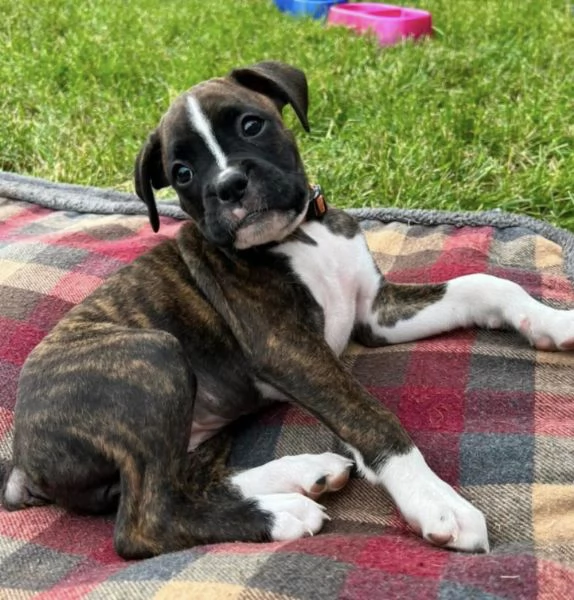 Boxer maschio e femmina per ladozione 