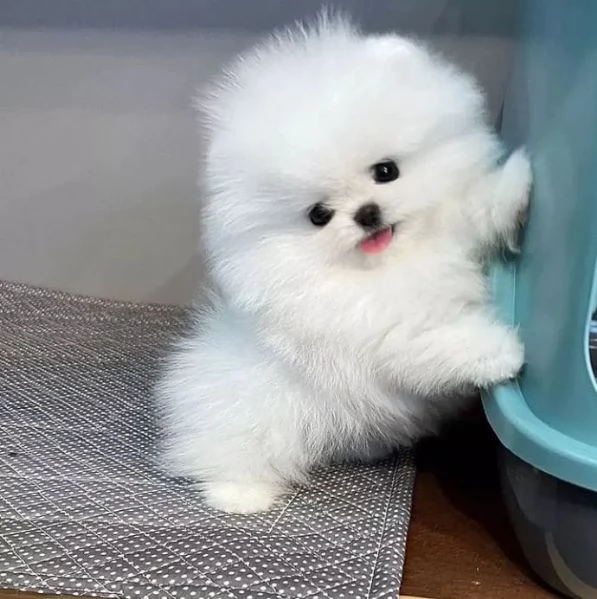 Valpino Pomeranian maschio e femmina per ladozione sono  | Foto 0