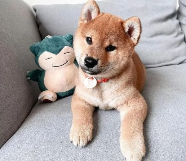 Shiba Inu  maschio e femmina per ladozione sono 3 
