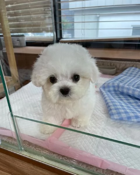 Maltese maschio e femmina per ladozione | Foto 0