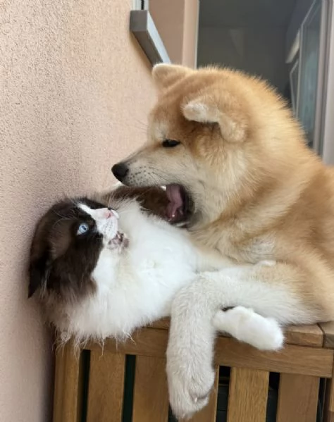 AKITA INU maschio e femmina per ladozione sono | Foto 1