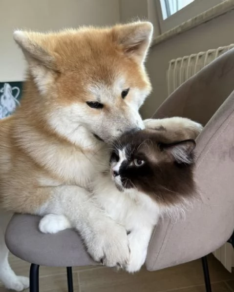 AKITA INU maschio e femmina per ladozione sono | Foto 0
