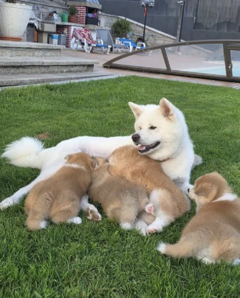 AKITA INU maschio e femmina per ladozione sono