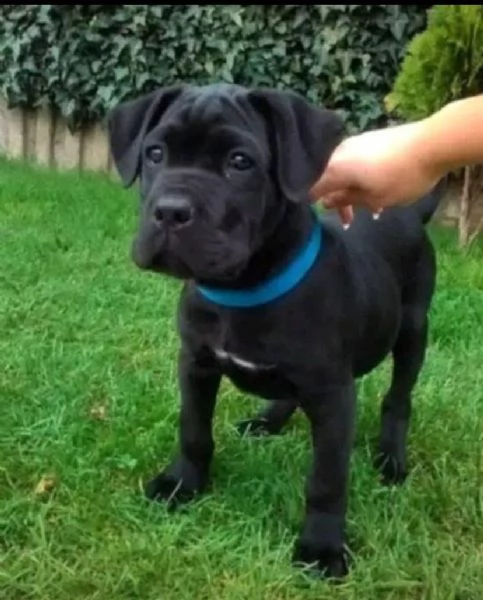 cane corso  maschio e femmina per ladozione | Foto 0