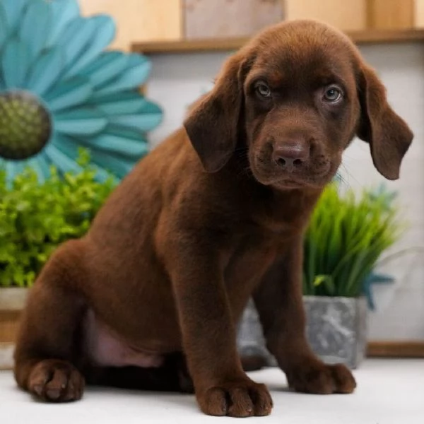 Regalo Labrador  maschio e femmina