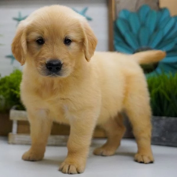 Golden retriever femmina e maschio 
