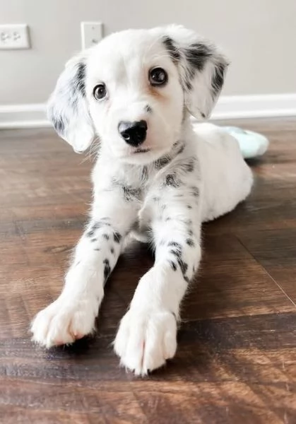 DOLCE  Dalmata femmina e maschio disponibili  | Foto 0