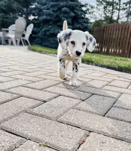 DOLCE  Dalmata femmina e maschio disponibili 