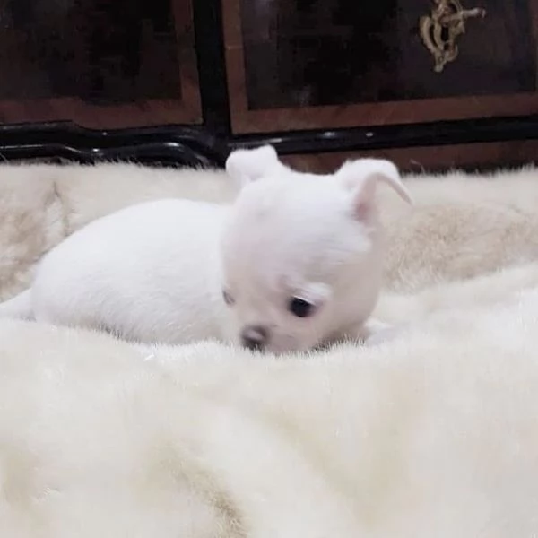 REGALO CHIHUAHUA MINI TOY FEMMINA E MASCHIO 