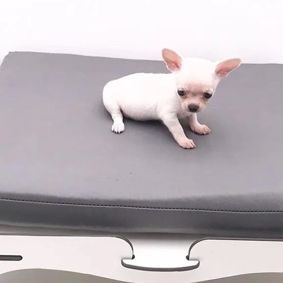 REGALO CHIHUAHUA MINI TOY FEMMINA E MASCHIO  | Foto 0