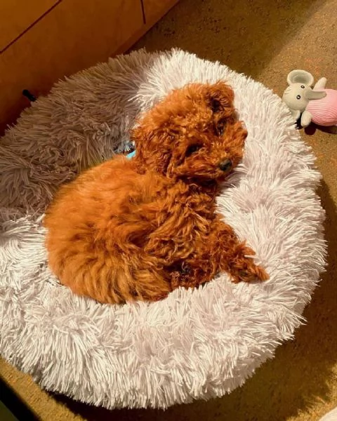 Regalo red barboncino toy e Nani disponibili  | Foto 1