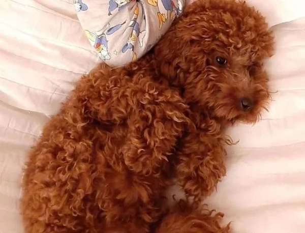 Regalo red barboncino toy e Nani disponibili  | Foto 0