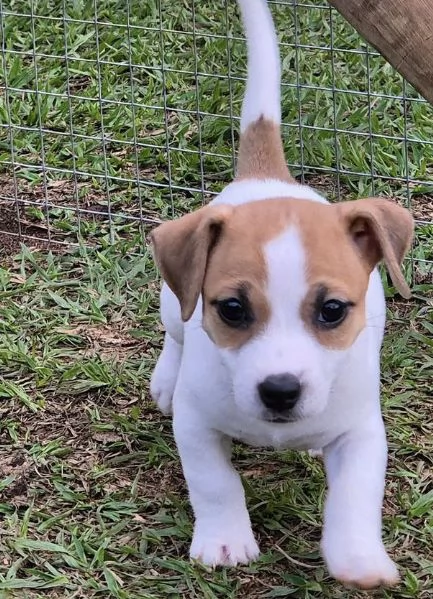 Disponibili jack Russell maschio  e femmina  | Foto 0