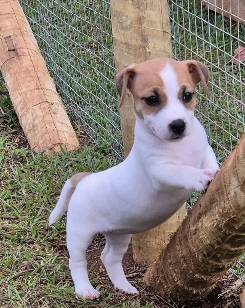 Disponibili jack Russell maschio  e femmina 