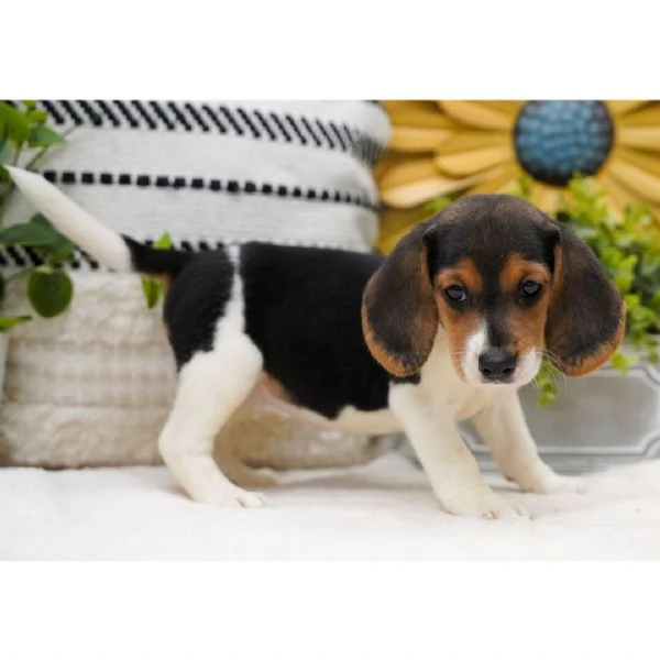 Cucciolo beagle maschio e femmina disponibili  | Foto 0
