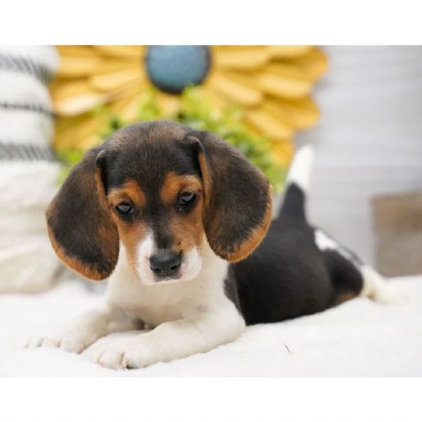 Cucciolo beagle maschio e femmina disponibili 