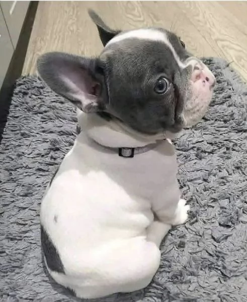 Regalo Cucciolo bulldog francese maschio e femmina 