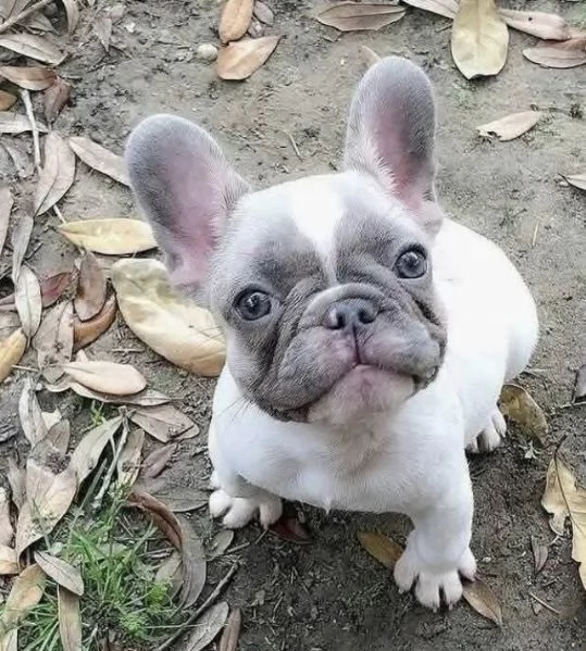 Regalo Cucciolo bulldog francese maschio e femmina  | Foto 0