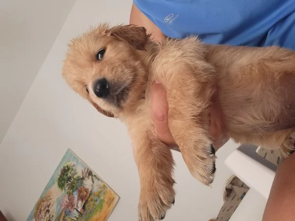 Cuccioli Golden Retriever