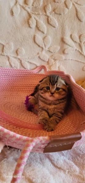 Scottish fold 