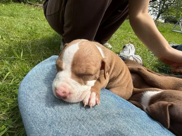 Cucciole pitbull