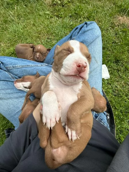 Cucciole pitbull | Foto 6