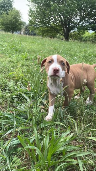Cucciole pitbull | Foto 3
