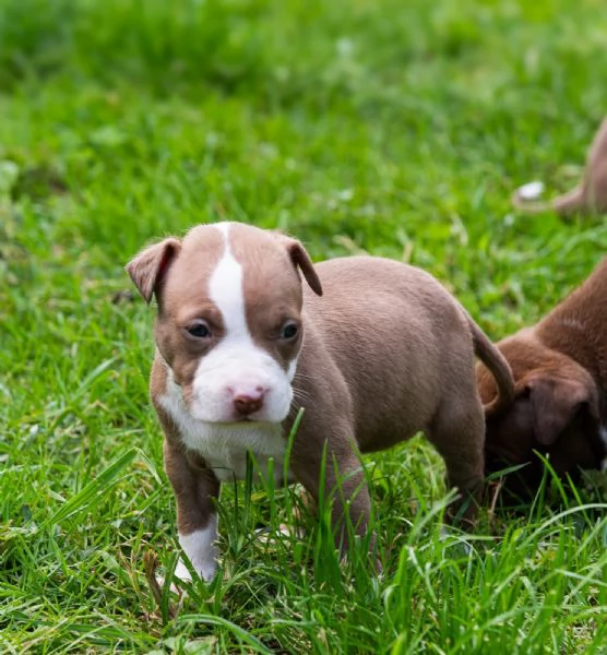 Cucciole pitbull | Foto 2