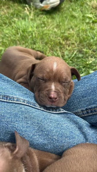 Cucciole pitbull | Foto 1