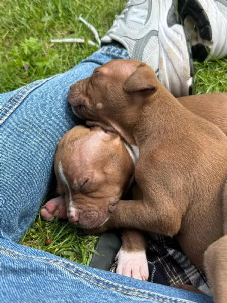 Cucciole pitbull | Foto 0