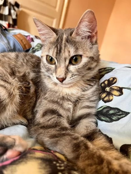 URGENTE ADOZIONE O STALLO PER DIAMANTE  | Foto 1
