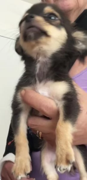chihuahua messicano