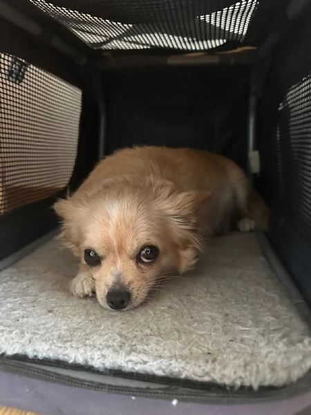 chihuahua messicano | Foto 1