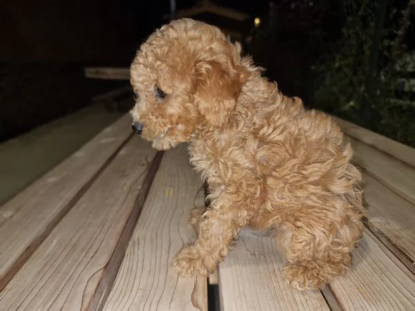Cuccioli barboncino toy  | Foto 4