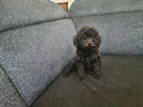Cuccioli barboncino toy 