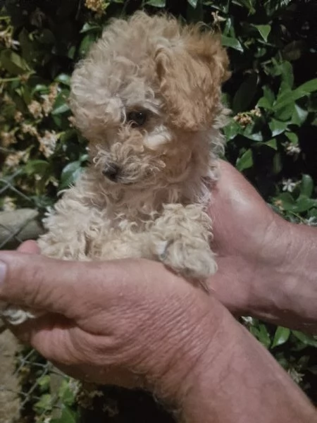 Cuccioli barboncino toy  | Foto 3