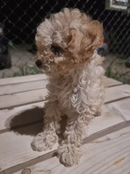 Cuccioli barboncino toy  | Foto 1