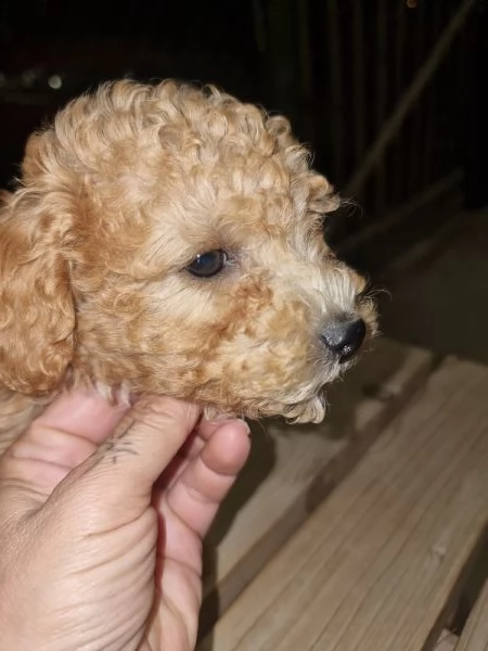 Cuccioli barboncino toy  | Foto 0