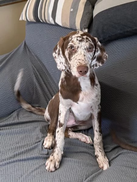 Stupendo Cucciolo Maschio di 3 Mesi e 12 Incrocio Madre WEIMARANER  Padre PASTORE AUSTRALIANO | Foto 1