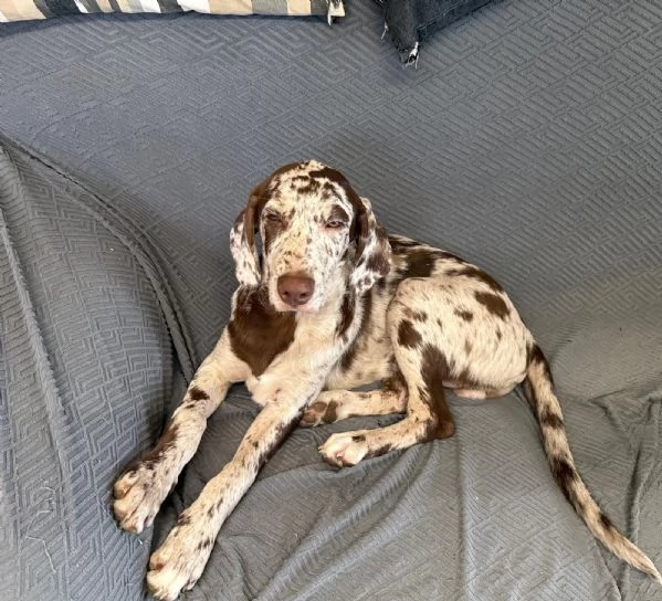 Stupendo Cucciolo Maschio di 3 Mesi e 12 Incrocio Madre WEIMARANER  Padre PASTORE AUSTRALIANO | Foto 0