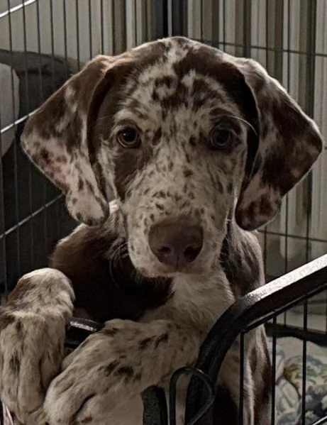 Stupendo Cucciolo Maschio di 3 Mesi e 12 Incrocio Madre WEIMARANER  Padre PASTORE AUSTRALIANO