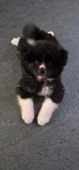 Affido cuccioli adorabili in adozione