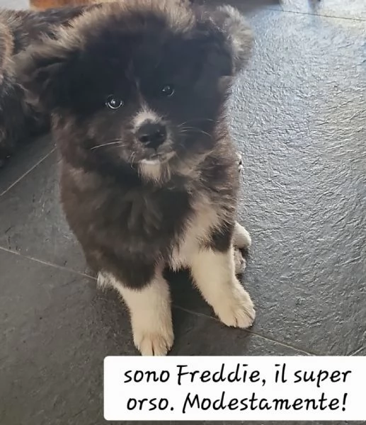 Affido cuccioli adorabili in adozione | Foto 1